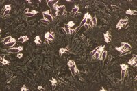 Samenvatting wateronderzoek Heerlijk Water